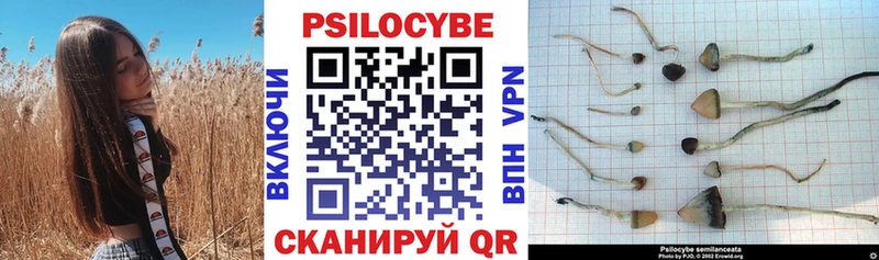darknet клад  Мостовской  Галлюциногенные грибы Cubensis 